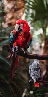 wallpaper beak birds parrots