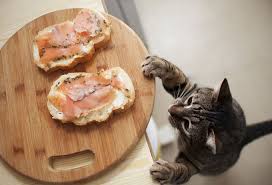 Cats can eat foods that provide protein and carbohydrate. Can Cats Eat Cooked Salmon Cats And Fish What You Need To Know Best Tips For Pets Baby Kittchen