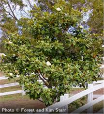 Elegant, evergreen and a native us. Southern Magnolia Tree On The Tree Guide At Arborday Org