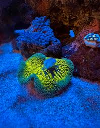 wts super neon green carpet anemone