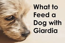 what to feed a dog with giardia for