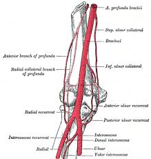Brachial Artery Wikipedia