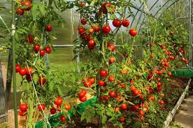 types of tomato plants landscapers