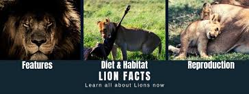Ready for an adventure, gang? Lion Facts For Kids All About Lions
