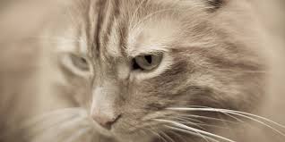 A cancer may also cause symptoms like fever, extreme tiredness (fatigue), or weight loss. Cancer In Cats International Cat Care