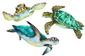 Watercolor Turtle Images Browse 7 236