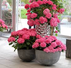 Care Of Flowering Gift Plants In The