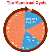 Understanding Your Menstrual Cycle Twofinelines