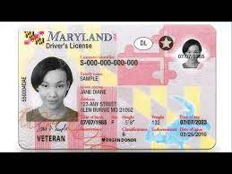 maryland driver s license or id card