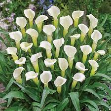 calla lily intimate ivory spring