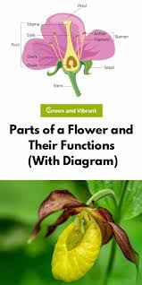 Vector image the cattail flower has two parts, a female and male. Parts Of A Flower And Their Functions With Diagram Trees Com