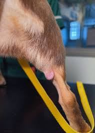 canine cutaneous mast cell tumours