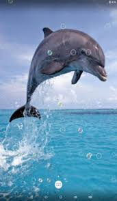 dolphin live wallpaper apk for android