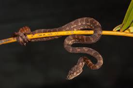 7 surprising carpet python facts