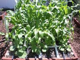 Corn Square Foot Gardening Soil And