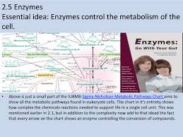 Topic 2 5 Enzymes