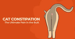 Cat Constipation The Ultimate Pain In The Butt Simple Wag