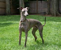 Italian greyhounds are affectionate, cheerful, active and intelligent. Italienisches Windspiel Italian Greyhound 2019 Charakter Wesen Hunde Fan De