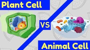 Plant cells have a large a plant cell has several features that make it different from an animal cell, including a cell wall, huge vacuoles, and chloroplasts, which photosynthesize. Plant Cell Vs Animal Cell 3 Key Differences Youtube