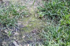Home Remedy For Lawn Fungus Lawn Problems Bermuda Grass