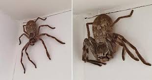 On extremely rare occasions, huntsman and other giant spiders can stow away with international post. Woman Horrified After Finding Huge Huntsman Spider Perched In Her Shower Oxogena News
