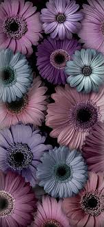 iphone purple flower hd wallpapers pxfuel