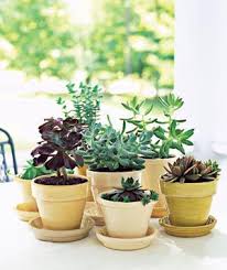 how to care for potted plants