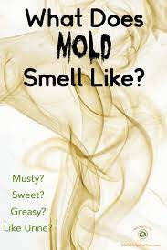 what does mold smell like mold help
