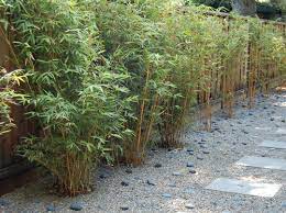 Bamboo Landscaping Guide