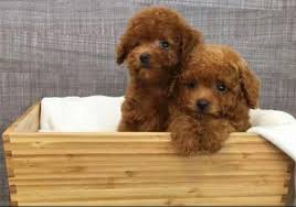 taiwan breed red color tiny toy poodle