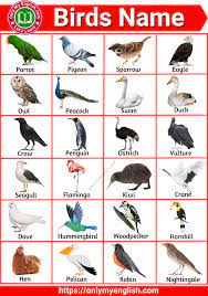list of all birds name in english with