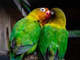 love birds kissing images browse 17