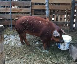 Image result for pigs, hogs, cows to call