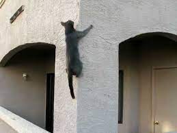 Cat Climbs Wall You