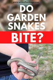 do garden snakes bite are they