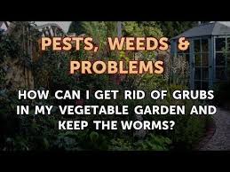 get rid of grubs in my vegetable garden