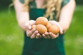 not all organic eggs are created equal