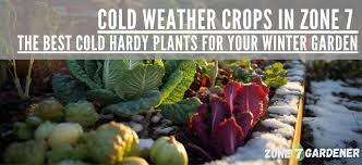 cold weather crops in zone 7 best