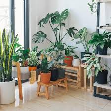 10 clever plant decoration ideas for in