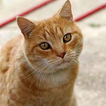 Feline and canines are primarily cats and dogs, and there are many differences between them, which are always interesting to discuss. Feline Wiktionary