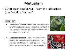 Mullerian Mimicry  Definition   Examples AskNature