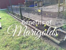 the benefits of planting marigolds in
