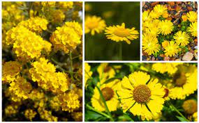 It matures at 20 inches high and spreads to 16 inches. 15 Beautiful Yellow Perennials For Your Garden Garden Lovers Club