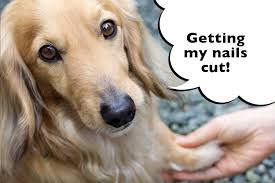 how do you cut a dachshund s nails i