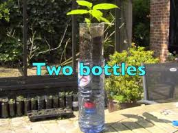 How To Grow Plants In Bottles You
