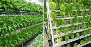 Vertical Vegetable Gardening Ideas