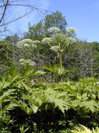 Giant Hogweed In Connecticut Connecticut Invasive Plant Working Group