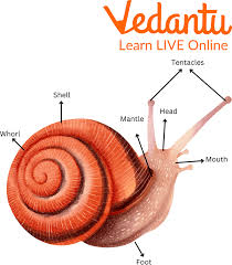 snail features characteristics and faqs