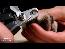 how to trim dog nails safely you