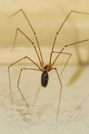 Cellar Spiders How To Identify And Get